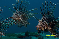 Lionfish @ Dauin, Dumaguete by Taco Cheung 